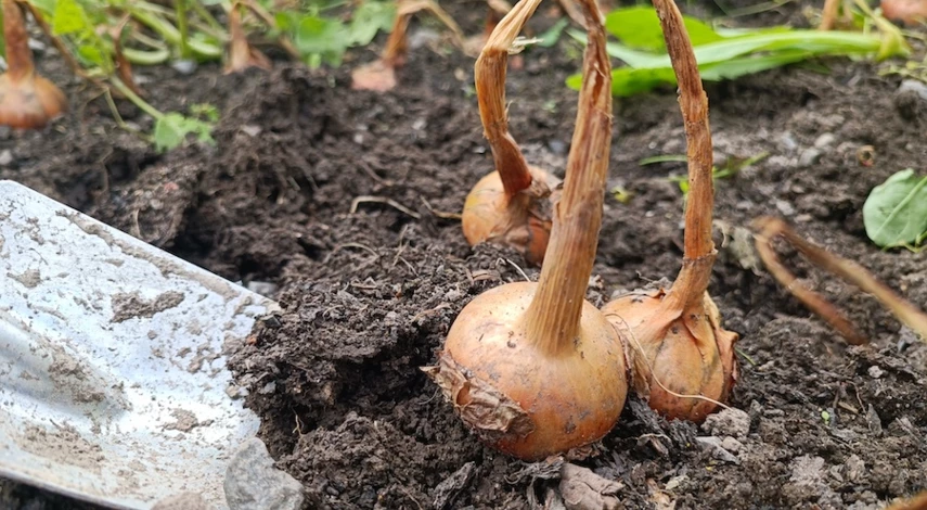 хранение лука на зиму