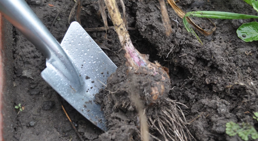 как убирать чеснок