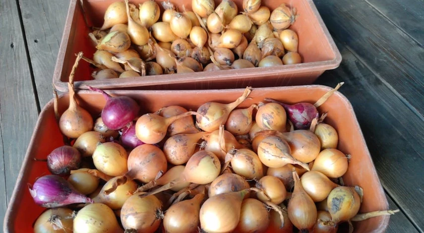 хранение лука после уборки