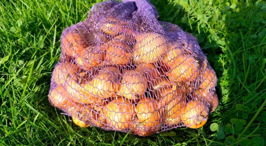 как хранить лук