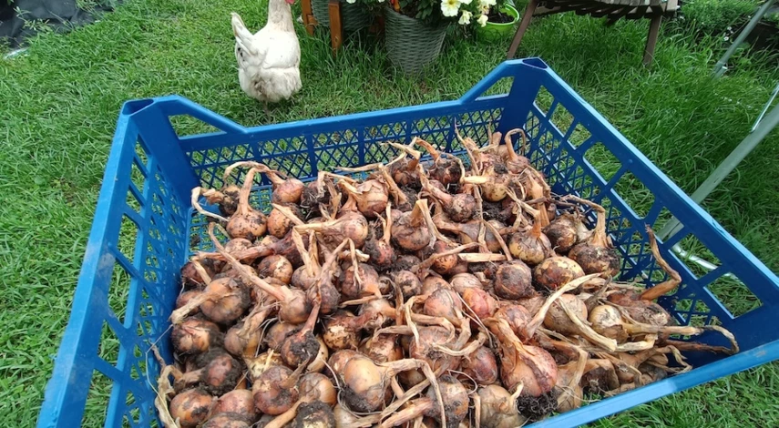 правильное хранение лука