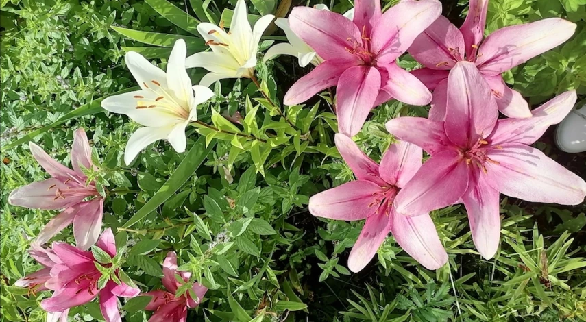 пересадка лилий осенью