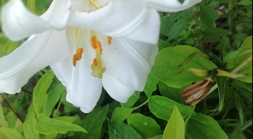 пересадка лилий осенью на другое место