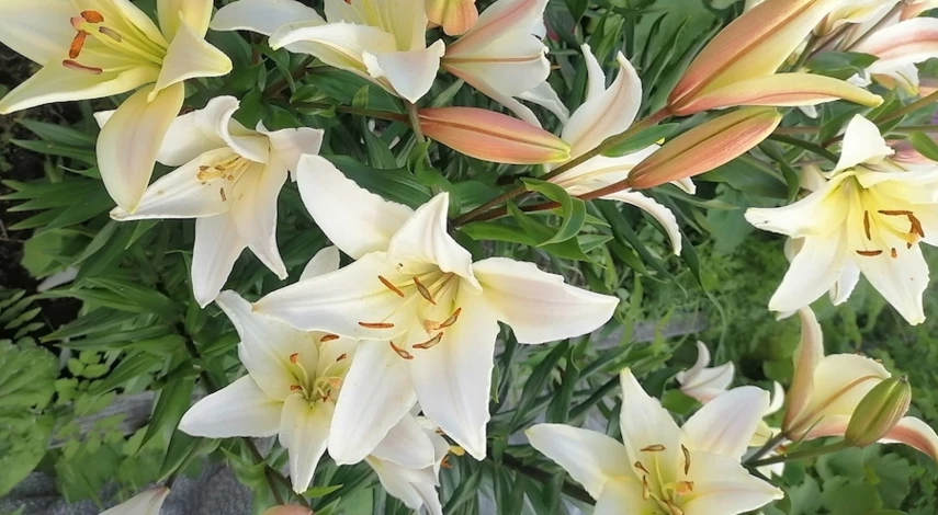 посадка пересадка лилий осенью