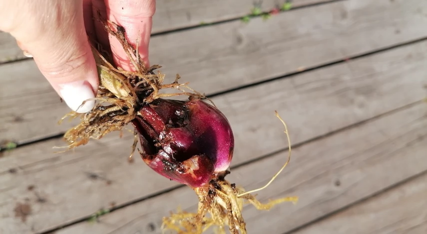 когда пересаживать лилии осенью