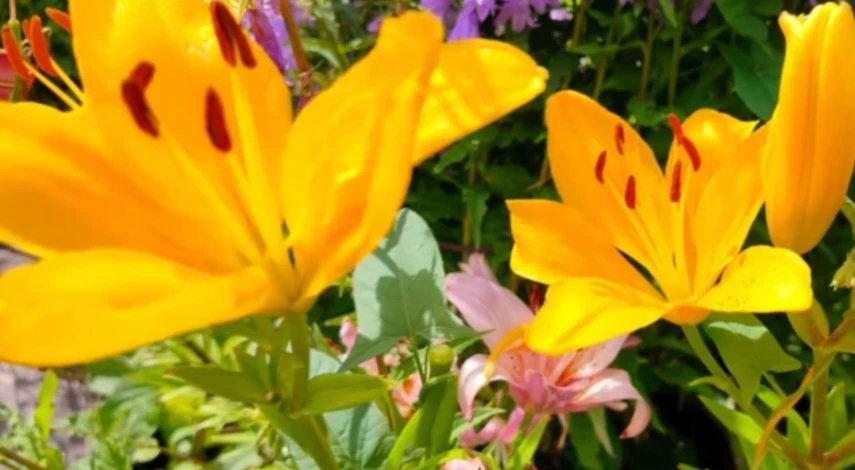 лилия пересадка осенью в открытом грунте