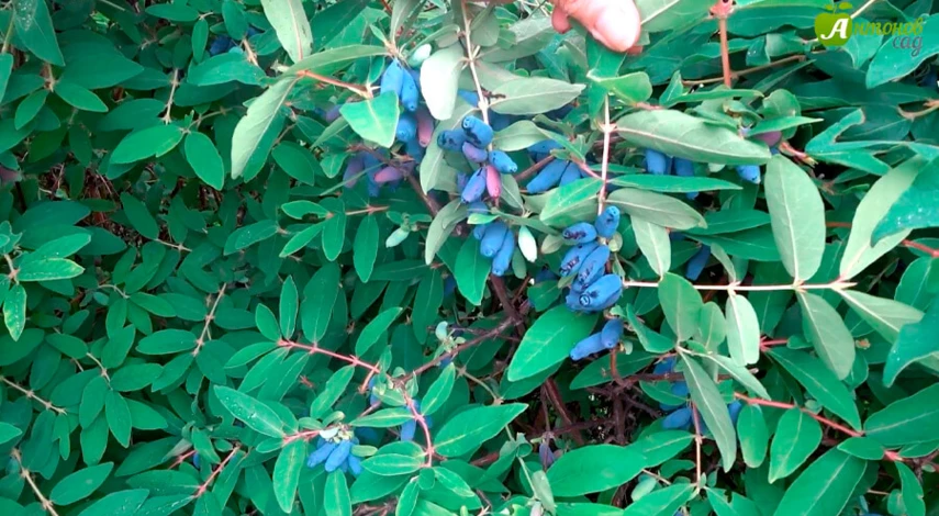 жимолость посадка уход осенью