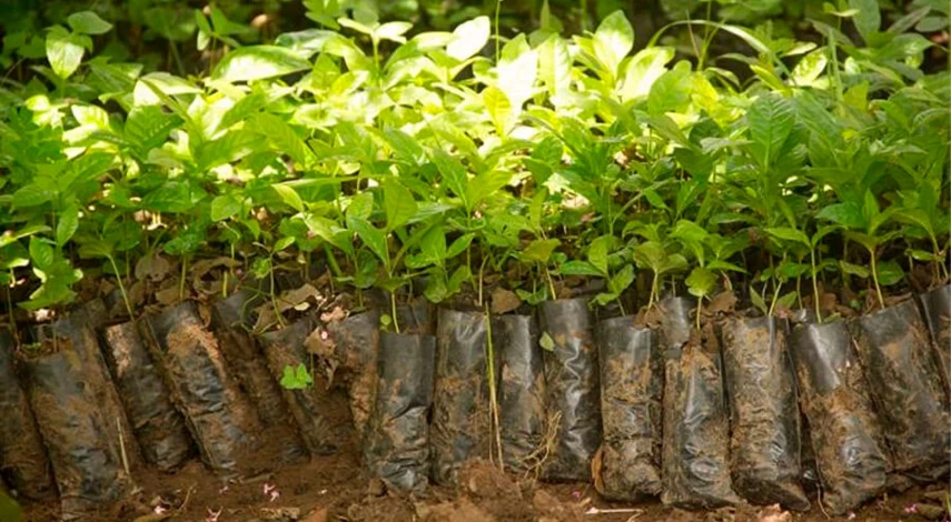 как сажать саженцы