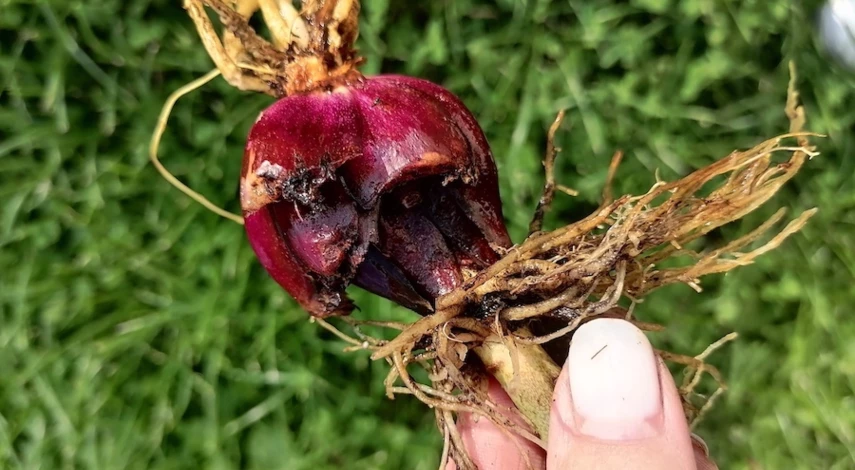 когда выкапывать луковицы лилий