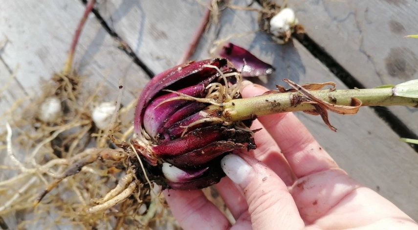 выкапывают ли лилии на зиму