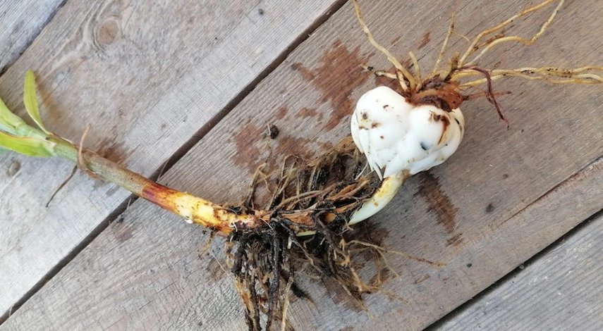 когда выкапывать лилии для пересадки