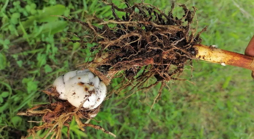 когда выкапывать лилии после цветения