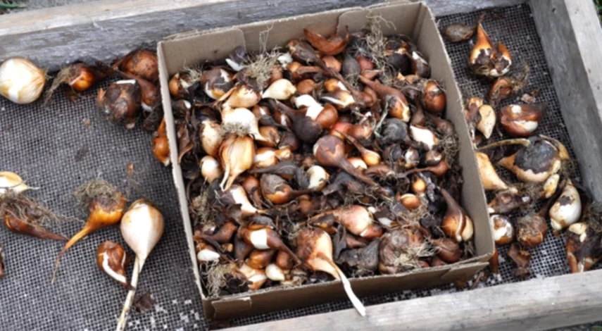 выкапывают ли лилии