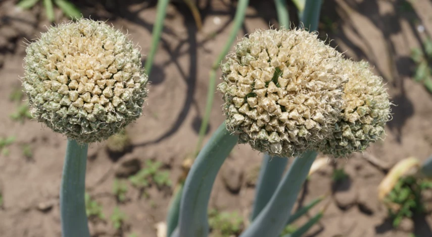 лунный на сентябрь 2025г