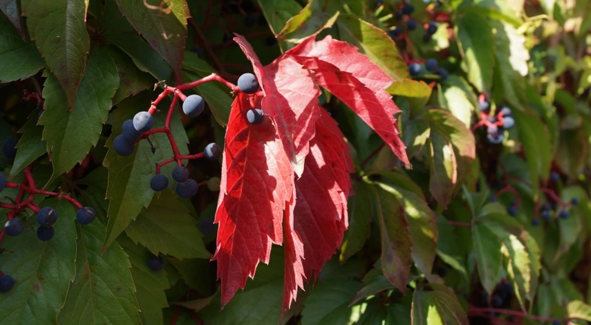 лунный календарь на сентябрь 2025г