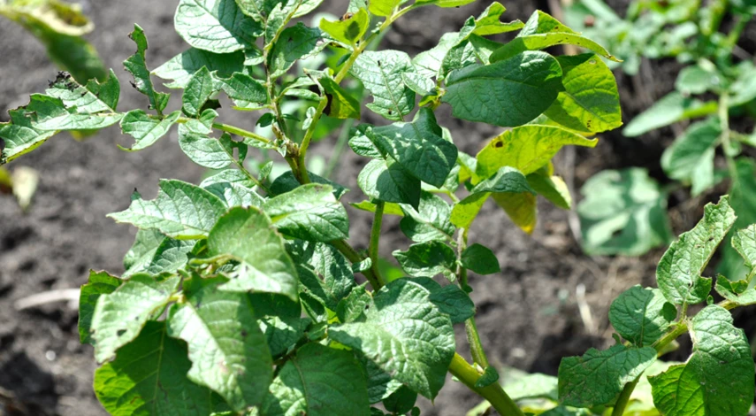 болезни картофеля описание