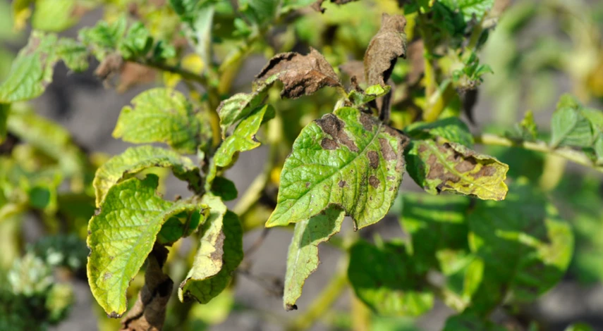 болезни клубней картофеля