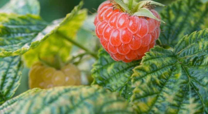 опрыскать малину осенью