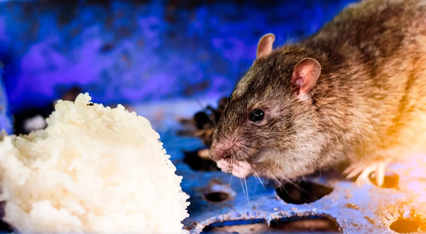 отпугиватель грызунов