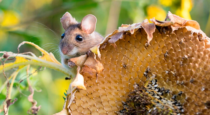 уничтожение грызунов