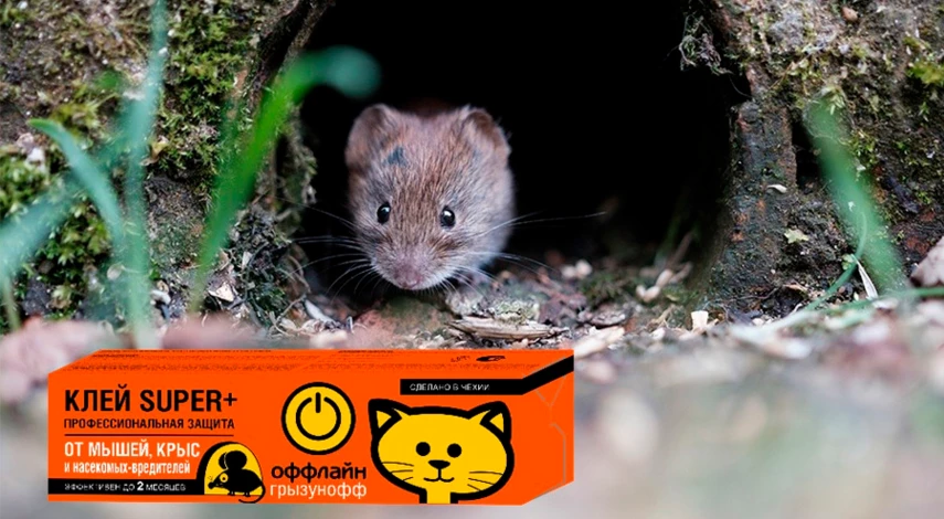 уничтожение грызунов