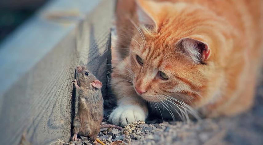 как избавиться от мышей на даче навсегда