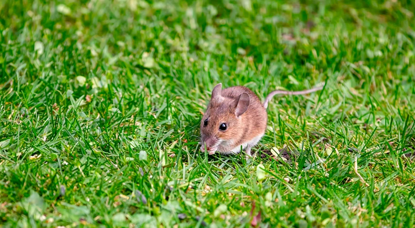 ультразвуковой отпугиватель грызунов для дома