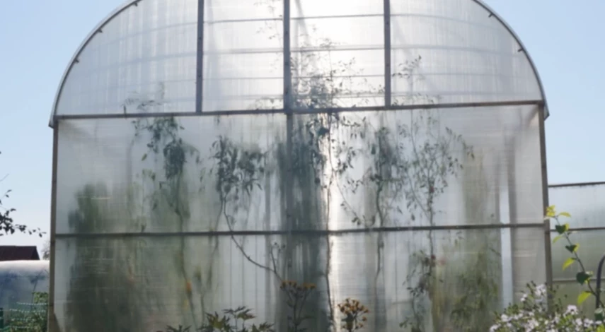 обработка теплицы из поликарбоната от фитофторы