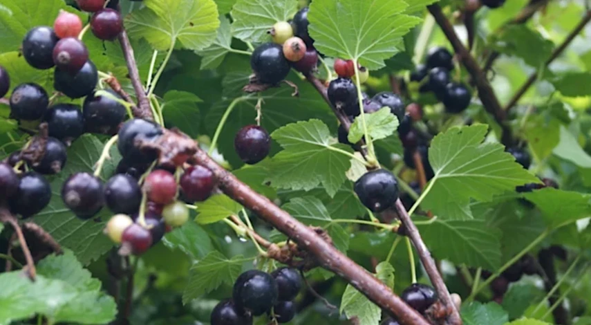 смородина уход осенью подкормка