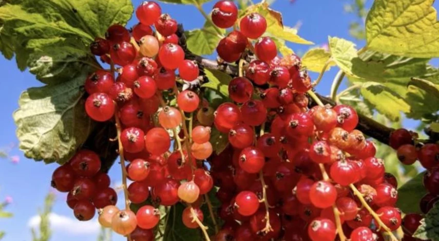 чем подкормить смородину осенью в сентябре