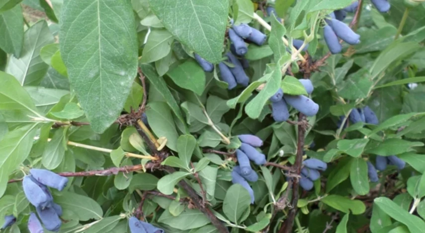 лунные дни в октябре 2025