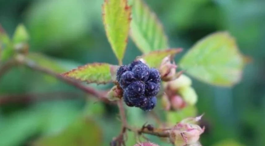 лунный календарь осень 2025