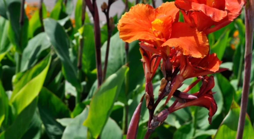 лунный календарь садовода 2025