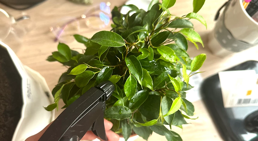 лунный календарь в саду и огороде 2025