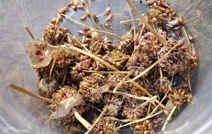 что посадить после чеснока