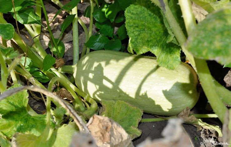 что можно посадить после чеснока