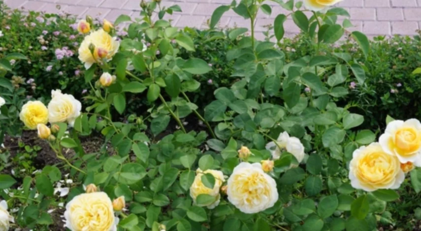 подкормка роз осенью в сентябре