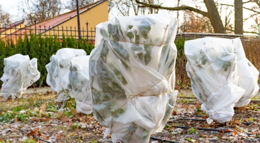 удобрение для роз в сентябре