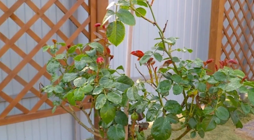 чем подкормить розы сентябре в подмосковье