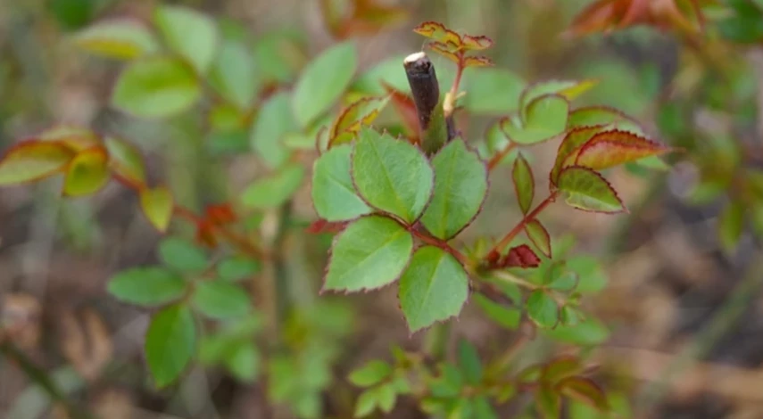 подкормка роз в сентябре