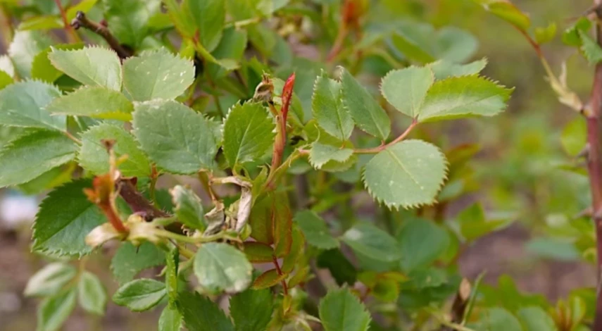 подкормка роз в сентябре в подмосковье