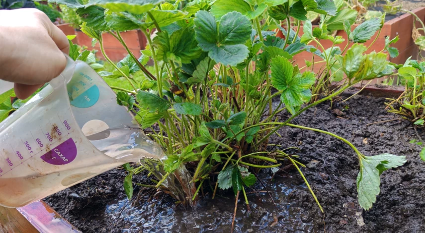 клубника август сентябрь