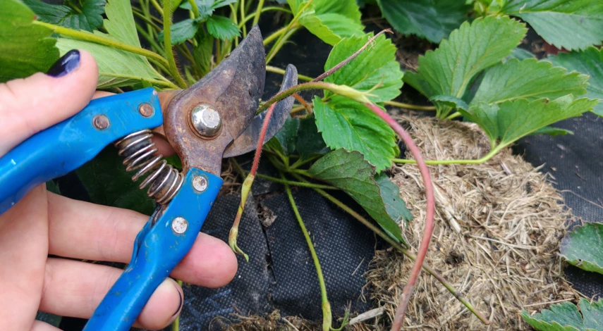 посадка клубники в сентябре