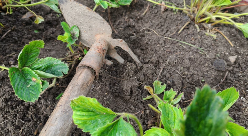 клубника осенью в сентябре