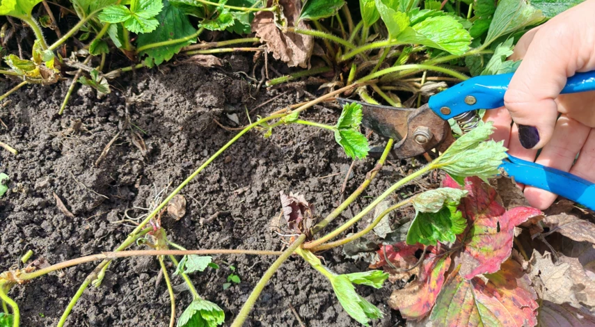 чем подкормить клубнику в сентябре