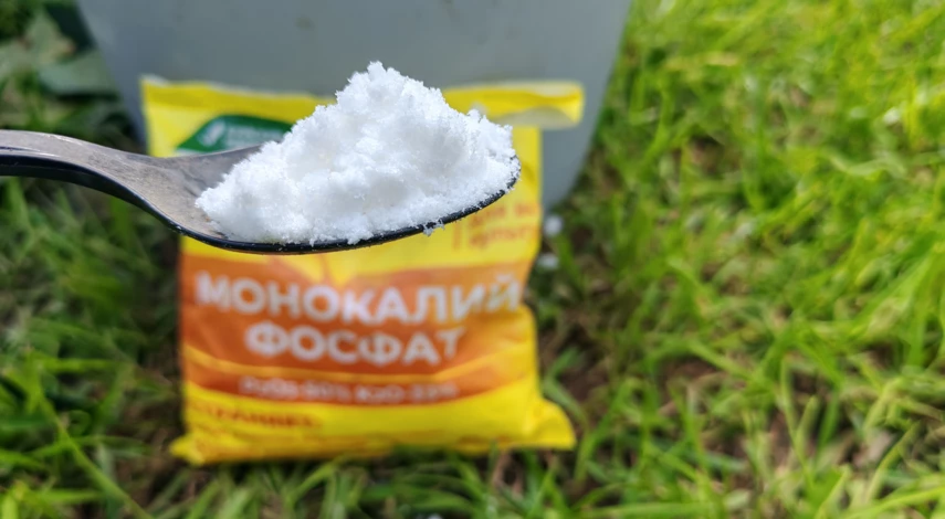 подкормка клубники в сентябре