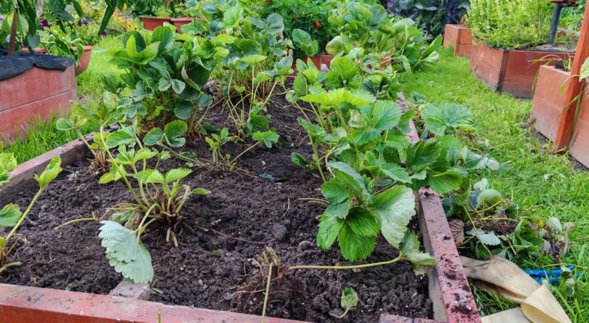 чем подкормить клубнику осенью в сентябре