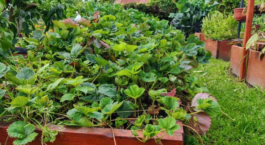 обрезка клубники в сентябре