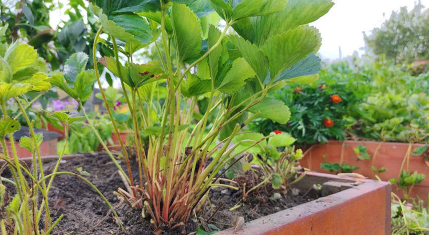 уход за клубникой в августе сентябре