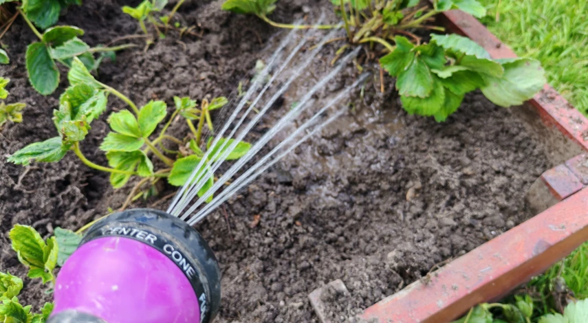 чем обработать клубнику в сентябре